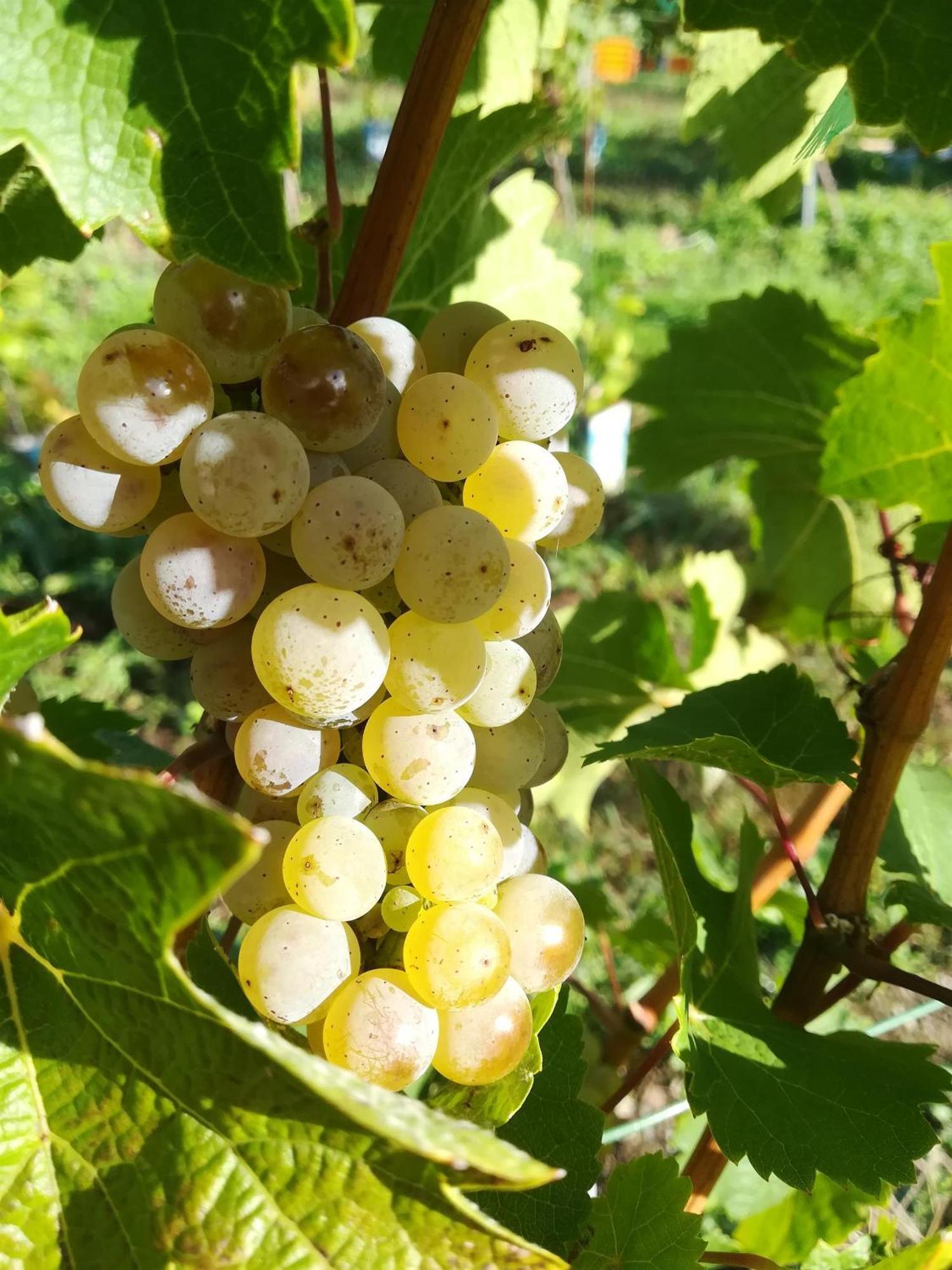 Отель Wein- Und Gaestehaus Lentes Триттенхайм Экстерьер фото